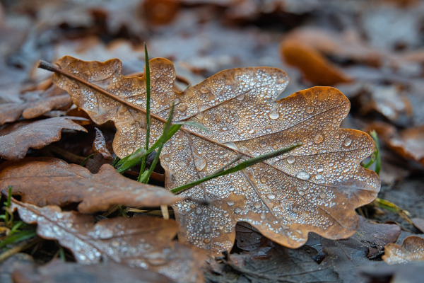 Feuille morte de chêne / Pixabay